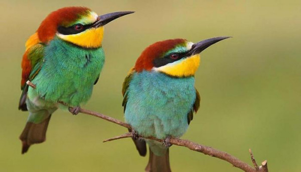 تصنف الطيور في السلسلة الغذائية اعشاب حشرات طيور افعى