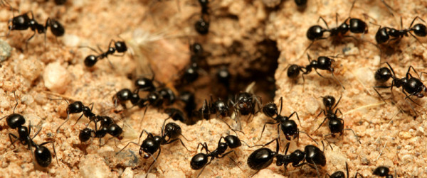 تتميز النمله بانها ذات تماثل بيت العلم