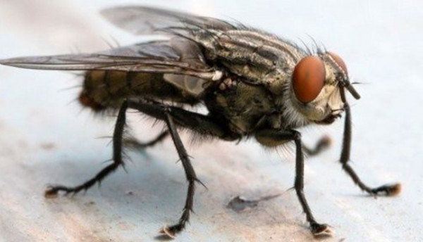 من الأمراض التي ينقلها ذباب المنزل؟